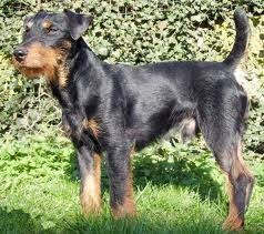 Black And Tan Jack Russell Terrier Jagdterrier Deutscher German Hunt Terrier Irish Black And Tan Jack Russell Terrier Aislinge Bray Terriers Terrier Jagd Vieh