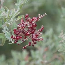 Image result for Rhagodia