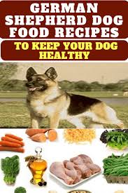 Responsible breeders will ensure their breeding stock is tested german shepherd puppies require a diet that is less energy dense than a standard puppy food. German Shepherd Dog Food Recipes To Keep Your Dog Healthy Germanshepherddogfoodrecipes Healthyhomemadedo Dog Food Recipes German Shepherd Food Make Dog Food