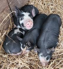 Berkshire Pigs for Sale, AVAILABLE AT LIVESTOCK FOR SALE USA