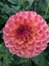 Robin Hood Dahlia Dahlia Flower Flowers