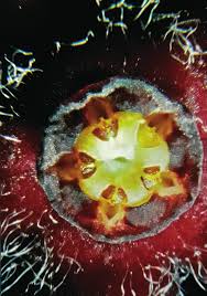 Image result for Ceropegia incana