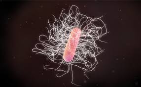 Image result for Clostridioides difficile