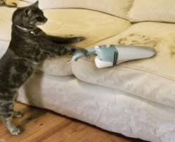 Evdeki Kedi Tuyleri Nasil Temizlenir