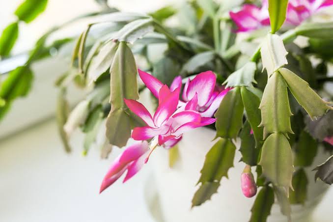 7 Christmas Cactus Problems and How to Fix Them, Gardeners Say