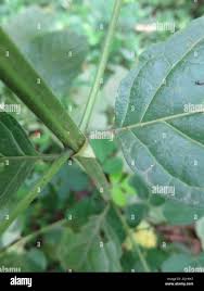 Image result for Psydrax subcordata