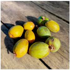 Image result for Pouteria