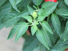 Image result for Capsicum frutescens