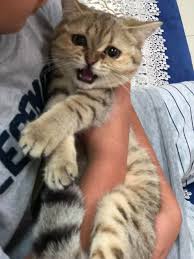 Eye, idiom, score, pouches, yolk sac, mata ayer, main mata, taik mata. Weh Taik Mata Ang Niii Bsh Golden Sis Leen Facebook