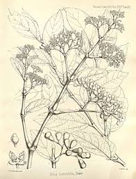Image result for Cissus cornifolia