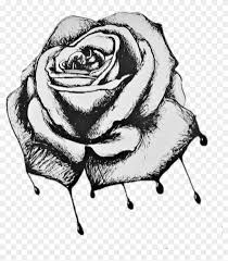 Symmetrical vignette concept hand drawing sketch line. Rose Roses Draw Drawing Blackandwhite Bleeding Roses Drawing Hd Png Download 1024x1065 1534987 Pngfind