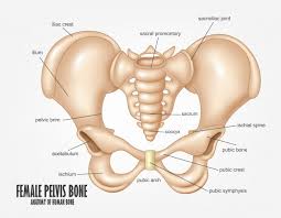 When the femur and hip bone connect, they form one of the most important joints in the human body: Premium Vector Female Pelvis Bone Anatomy