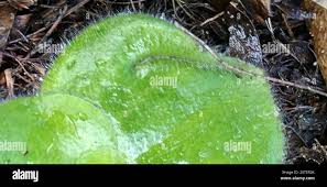 Image result for Holothrix villosa