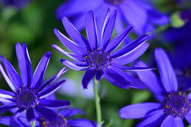 Small dark blue flowers that grow closely together and form a blue to violet background stock photo download image now istock. 20 Blue Flowers For Gardens Perennials Annuals With Blue Blossoms