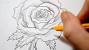 Realistic Flower Drawing Step By Step