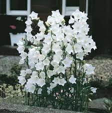 Chimney Bells Flower House Best Flower Wallpaper