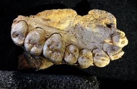 Pengertian Fosil Dan Artefak Beserta Contohnya