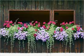There is nothing quite like the look of lupine flowers with their heads held high above their leaves. 42 Best Flowers For Window Boxes 85 40 Window And Balcony Flower Box Ideas Photos 7 Window Box Plants Window Box Garden Balcony Flower Box