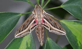 Image result for Hippotion celerio