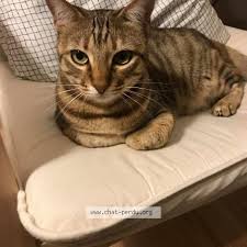 Epingle Par Cassy Dbt Sur Chat En 2020 Chat Perdu Chat Chat Trouve