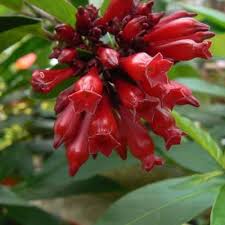 Image result for Cestrum elegans
