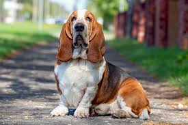 Image result for basset hound