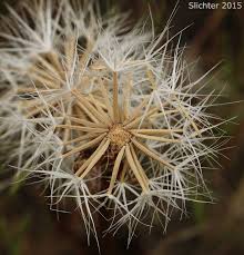 Image result for Disperis virginalis