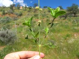 Image result for Pupalia lappacea