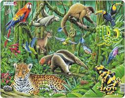 South America Rain Forest Fh10 South American Rainforest American Animals Cartoon Clip Art Animal Sketches