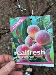 Houston Fruit Trees and Gardening