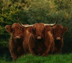 31 Fabulous Examples Of Animal Photography Scottish Highland Cow Highland Cattle Highland Cow