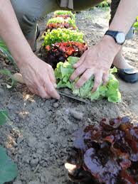 In den meisten der usa, um erfolgreich knusprigköpfe wachsen zu können. Wann Salat Ernten Bauerngarten
