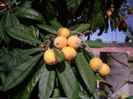 Check spelling or type a new query. Neflier Du Japon Conseils De Culture Plantation Varietes