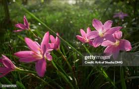 Image result for Zephyranthes minuta