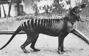 The Last Known Photographs Of The Now Extinct Thylacine Known As The Tasmanian Tiger 1933 Vintage Everyday Rare Animals Animal Facts Extinct Animals
