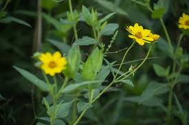 Image result for Aspilia ciliata