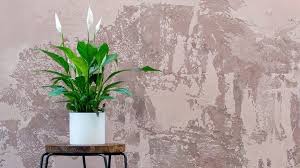 Best indoor flowers for allergies. Top 10 Best Houseplants For Allergy Sufferers