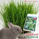 「クズ苗通販　ウサギの餌　虫の餌」の画像検索結果
