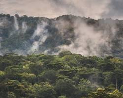 Bwindi Impenetrable National Park, Uganda