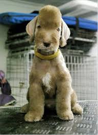 Its soft and kind demeanor complements its soft appearance. Super Cute Bedlington Terrier Bedlington Puppy Bedlington Terrier Puppy Dog Breeds