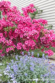 Rhododendron Care How To Grow Beautiful Rhododendrons And Azaleas Gardening From House To Home Rhododendron Care Shade Loving Shrubs Shade Garden Plants