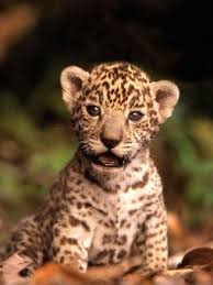 Leon Bebe Animals Pinterest Leon Bebe Y Animales Felices