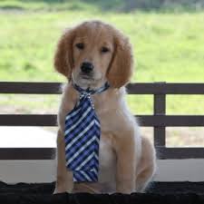 We will be limiting the placement of this litter to homes in the denver metro area, or along the front range. Denver Goldendoodle Puppy 600282 Puppyspot