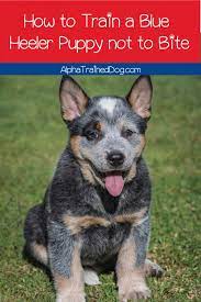 We did not find results for: How To Train A Blue Heeler Puppy Not To Bite Proven Strategies To Try Alpha Trained Dog