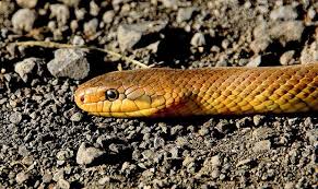 How to get rid of snakes in your garden. There S A Snake In My Yard What Should I Do