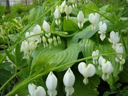 Lia Here Are The Flowers From Your Garden White Bleeding Heart Flowers May Garden Perennial Garden Bleeding Heart Flower