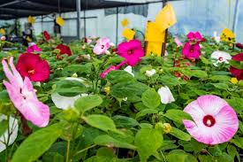 The house of flowers (2018) english subtitles. 100 Free Photos Hd Downloads Of Flowers