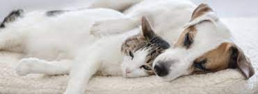 Kabartma tozu kalıcı evcil hayvan kokularını gidermek için bir zorunluluktur. Evde Kedi Kopek Kokusu Nasil Giderilir