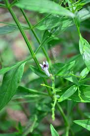 15 Top Benefits Uses Side Effects Of Nilavembu Kalmegh Siriyanangai Wildturmeric In 2020 Herbs For Health Side Effects Plant Leaves