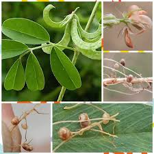 Image result for Indigofera cylindracea
